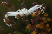 Veränderliche Krabbenspinne