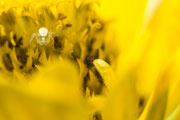 Veränderliche Krabbenspinne
