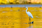 Silberreiher im goldenen Oktober