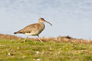 Großer Brachvogel