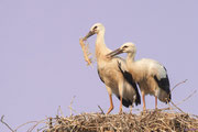 Weißstorch, Jungvögel