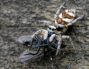 Springspinne