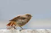 Hausrotschwanz, Jungvogel