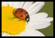 Marienkäfer auf Margerite