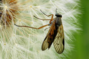 Schnepfenfliege