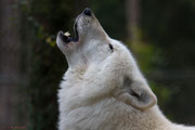 Polarwolf