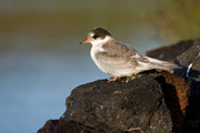 Küstenseeschwalbe, Jungvogel