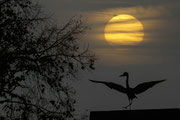 Tänzer im Abendlicht