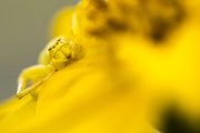 Veränderliche Krabbenspinne