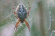 Eichblatt-Radnetzspinne