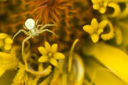 Veränderliche Krabbenspinne