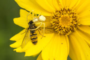 Veränderliche Krabbenspinne_Opfer