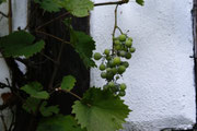 Trauben