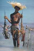 carte postale " Guadeloupe "