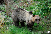 Orso Bruno Marsicano - Parco Nazionale d'Abruzzo Lazio e Molise