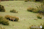 Lupo Appenninico - Parco Nazionale d'Abruzzo Lazio e Molise