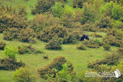 Orso Bruno Marsicano - Parco Nazionale d'Abruzzo Lazio e Molise