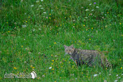 Gatto selvatico - Slovenia