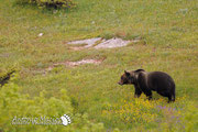 Orso Bruno Marsicano - Parco Nazionale d'Abruzzo Lazio e Molise