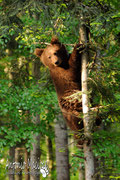 Orso bruno - Slovenia