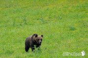 Orso Bruno Marsicano - Parco Nazionale d'Abruzzo Lazio e Molise