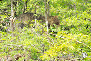 Gatto selvatico - Parco Nazionale d'Abruzzo Lazio e Molise