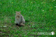 Gatto selvatico - Slovenia