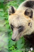 Orso Bruno Marsicano - Parco Nazionale d'Abruzzo Lazio e Molise