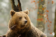 Orso bruno - Slovenia