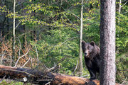 Orso bruno - Slovenia