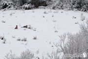 Lupo Appenninico - Parco Nazionale d'Abruzzo Lazio e Molise