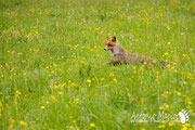 Volpe - Parco Nazionale d'Abruzzo Lazio e Molise