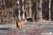 Lupo - Parco Nazionale D'Abruzzo Lazio e Molise