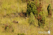 Lupo Appenninico - Appennino Modenese