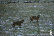 Lupo Appenninico - Parco Nazionale d'Abruzzo Lazio e Molise