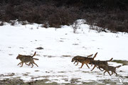 Lupo Appenninico - Parco Nazionale d'Abruzzo Lazio e Molise