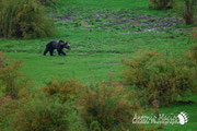 Orso Bruno Marsicano - Parco Nazionale d'Abruzzo Lazio e Molise