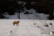 Lupo Appenninico - Parco Nazionale d'Abruzzo Lazio e Molise