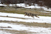 Lupo Appenninico - Parco Nazionale d'Abruzzo Lazio e Molise