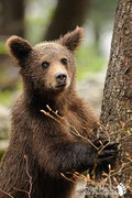 Orso bruno - Slovenia