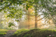 Landschapsfotografie: Zonnenharpen door het bos op de Posbank; genoemd: Light