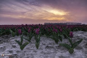 Landschapsfotografie van een tulpenveld tijdens zonsondergang nabij Dirksland