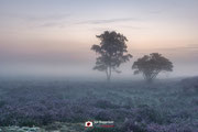 Landschapsfotografie: 'Two trees, more heather'' op de Zuiderheide nabij Hilversum (Noord-Holland, Nederland).
