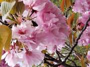 八重桜
