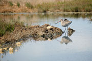 Réserve Ornithologique du Teich - Stephane Moreau Photographe