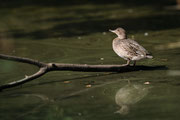 Réserve Ornithologique du Teich - Stephane Moreau Photographe
