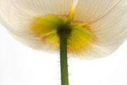 Mohn, Brigitte Ganschow