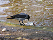 Mahlzeit - Februar 2008