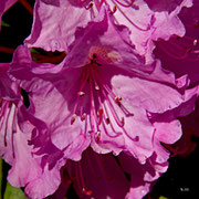 Rhododendron