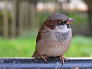 Spatz in Schönbrunn - Oktober 2008